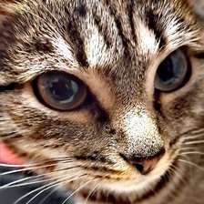 Cross stitch pattern: #2921835