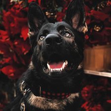 Cross stitch pattern: #2925813