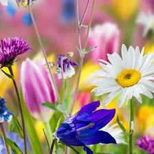 Cross stitch pattern: #2927586