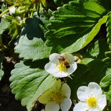 Cross stitch pattern: #2927636