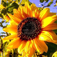 Cross stitch pattern: #2928423