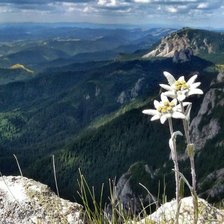 Cross stitch pattern: #2929772