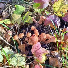 Cross stitch pattern: #2929983