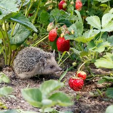 Cross stitch pattern: #2930754