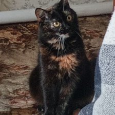 Cross stitch pattern: #2931129