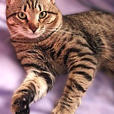 Cross stitch pattern: #2933371