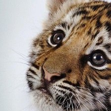 Cross stitch pattern: тигра