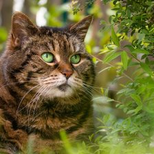 Cross stitch pattern: #2933666