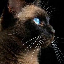 Cross stitch pattern: #2934028