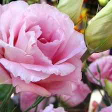 Cross stitch pattern: #2934667