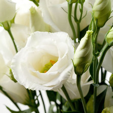 Cross stitch pattern: #2935656