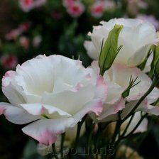 Cross stitch pattern: #2935668