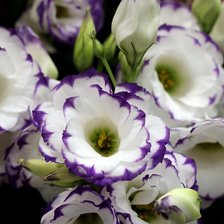 Cross stitch pattern: #2935669