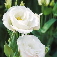 Cross stitch pattern: #2935680