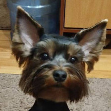 Cross stitch pattern: лаки