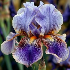 Cross stitch pattern: #2938933