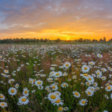 Cross stitch pattern: #2939848