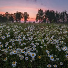 Cross stitch pattern: #2939855