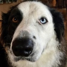 Cross stitch pattern: Tonto Pattern