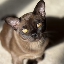 Cross stitch pattern: #2942493