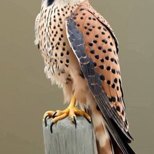 Cross stitch pattern: #2945352