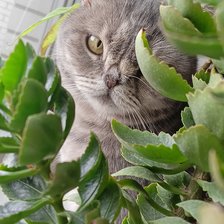 Cross stitch pattern: #2946839