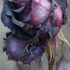 Cross stitch pattern: #2947618