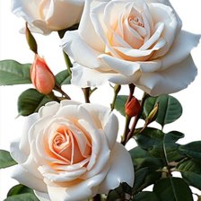 Cross stitch pattern: #2948586