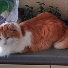 Cross stitch pattern: #2948706