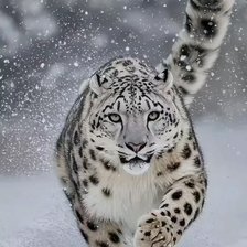 Cross stitch pattern: #2950472