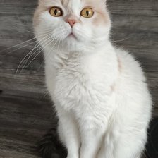 Cross stitch pattern: #2950547