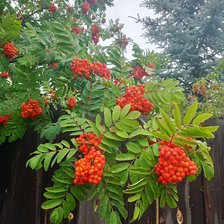 Cross stitch pattern: #2952232