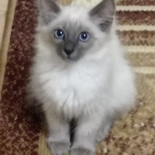 Cross stitch pattern: #2953040