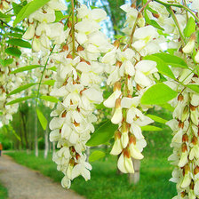 Cross stitch pattern: #2953269