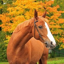 Cross stitch pattern: #2954168