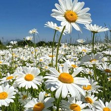 Cross stitch pattern: #2954177