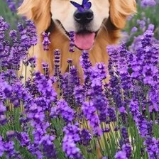 Cross stitch pattern: #2954831