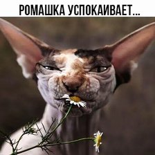 Cross stitch pattern: #2955007