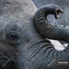 Cross stitch pattern: #2955334