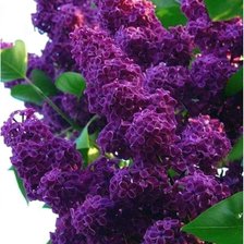 Cross stitch pattern: #2955502