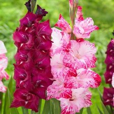 Cross stitch pattern: #2955506