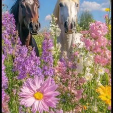 Cross stitch pattern: #2956396