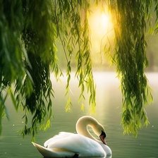 Cross stitch pattern: #2956594