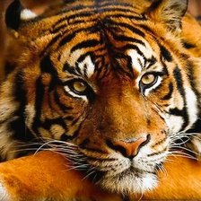 Cross stitch pattern: #2960192