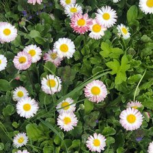 Cross stitch pattern: #2961384