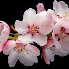 Cross stitch pattern: #2962182