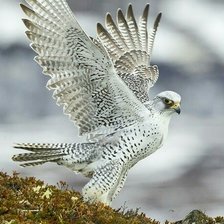 Cross stitch pattern: #2962364