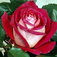 Cross stitch pattern: #2962381