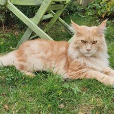 Cross stitch pattern: #2963309