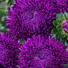 Cross stitch pattern: #2963474